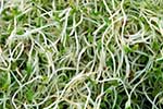 Soya bean sprouts