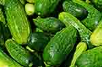 Fresh green cucumbers