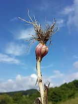 Bulb