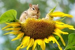 Sunflower snacking by chipmunk
